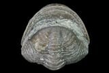 Wide Eldredgeops Trilobite - Silica Shale #137262-2